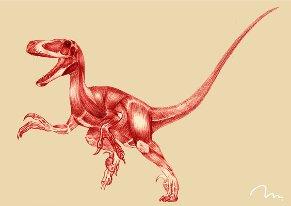 Deinonychus muscle