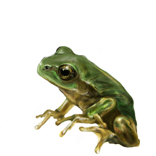 カエル