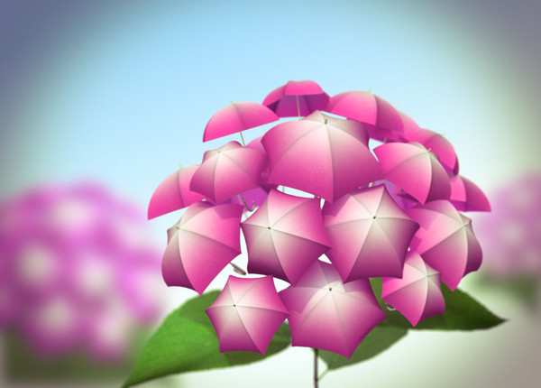 傘 de 紫陽花