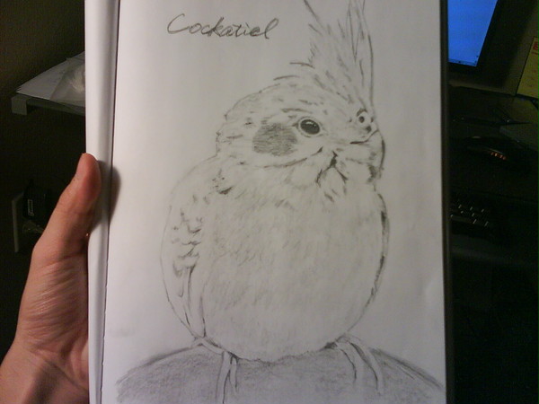 オカメインコ