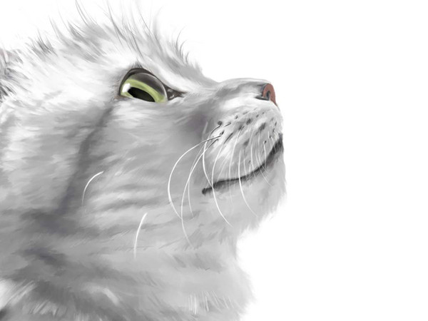 【愛猫】