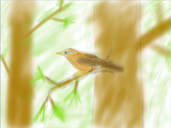 鳥