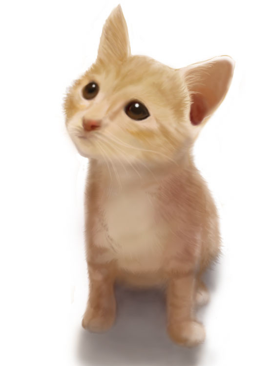 子猫