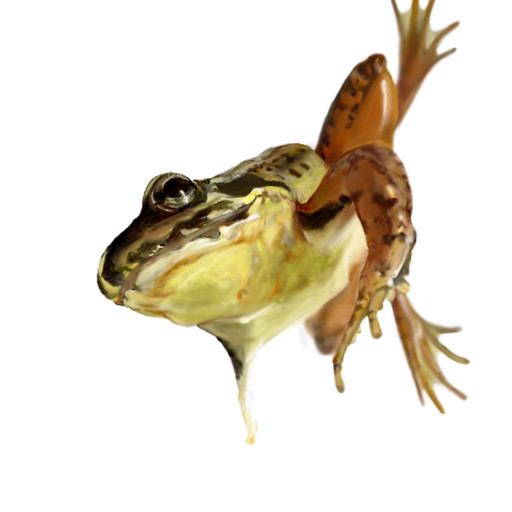 ヒキガエル