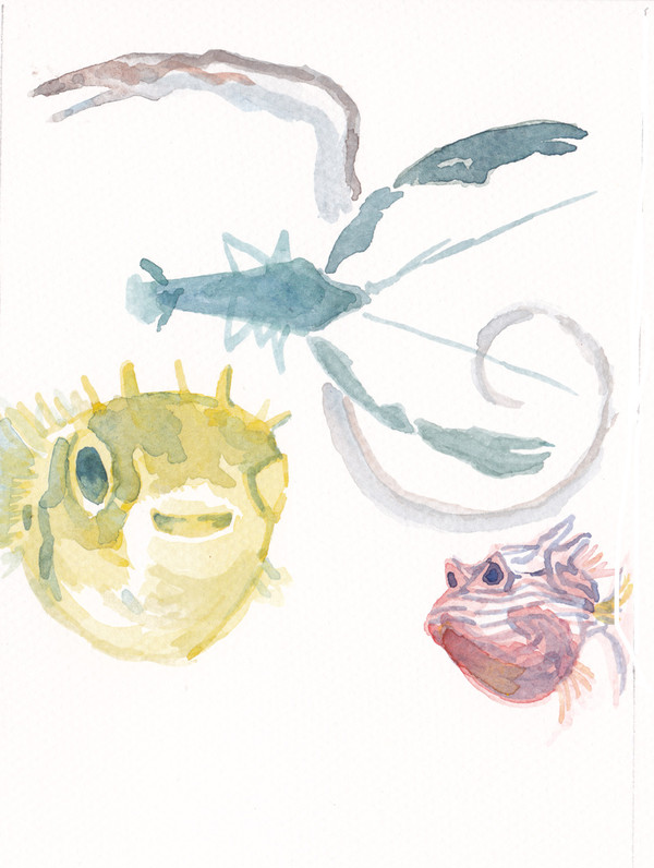 グールド魚類画帳