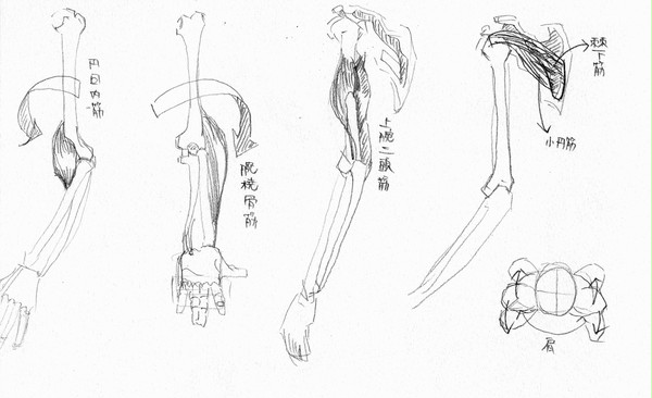 骨格02