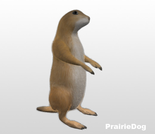 小動物リスの仲間