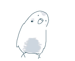 うちのいんこ