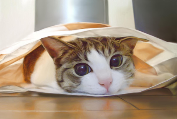 猫ほいほい