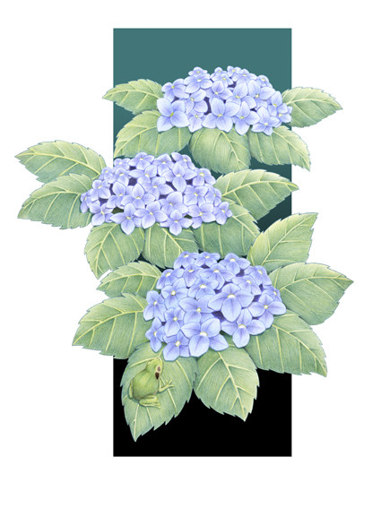紫陽花