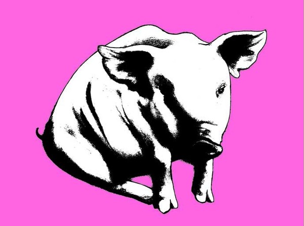 PIG