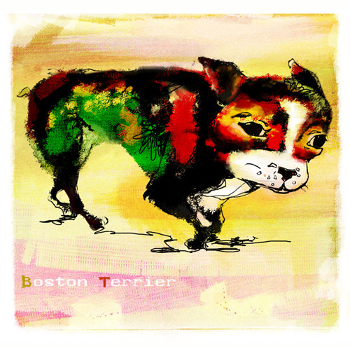 Boston Terrier