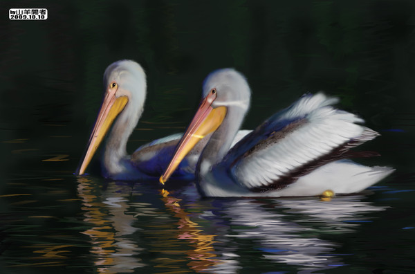 20091010聯成水鳥