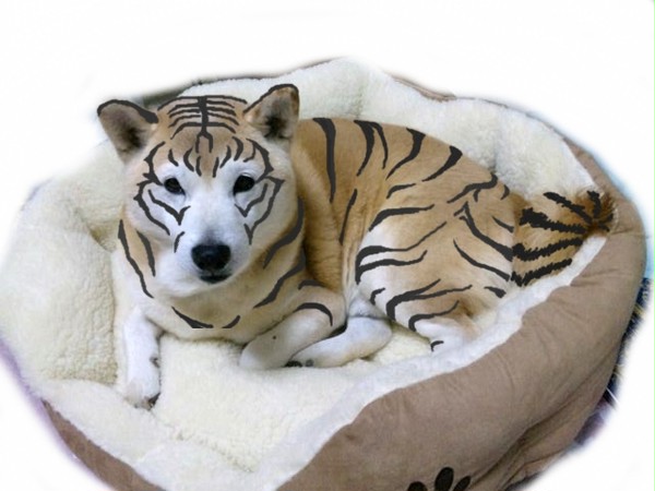 トラ犬