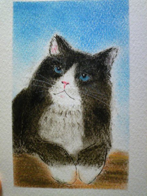 猫
