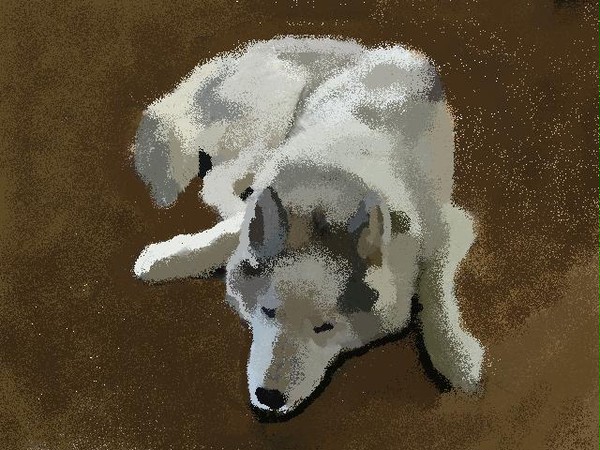 Siberian Husky