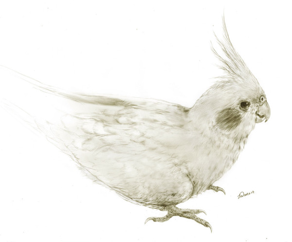 家のオカメインコ　鉛筆画