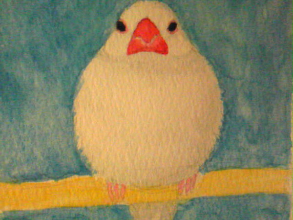 ふくらみ文鳥