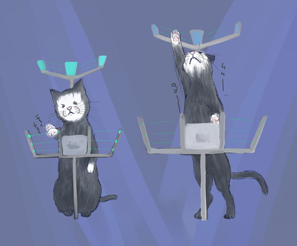 猫沢進