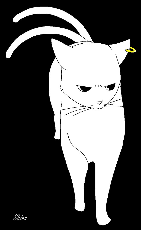 白猫