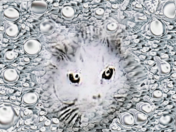 ねこ
