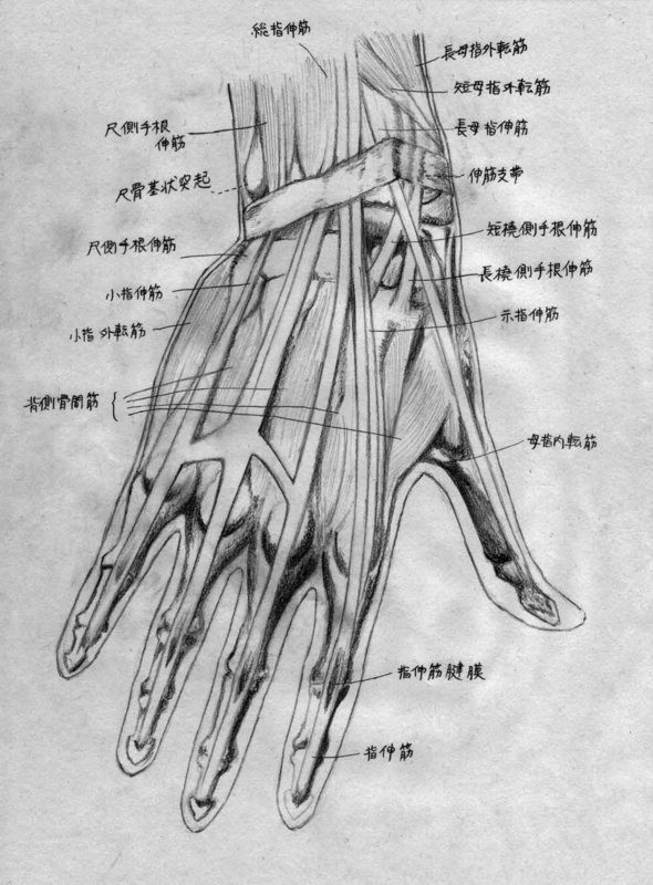手の筋と腱
