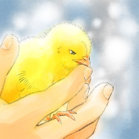 ひよこ