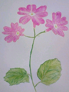 四月の茶花　桜草