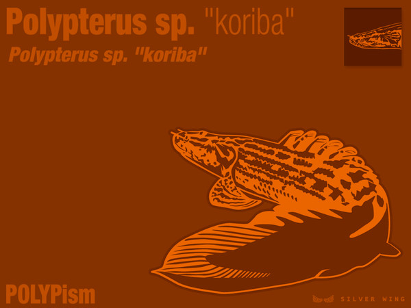 Polypterus sp. "koriba"