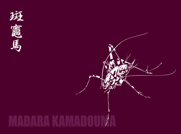カマドウマ