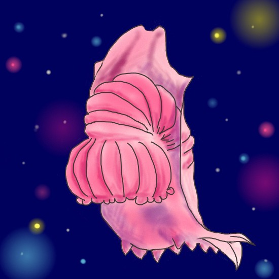 オケサナマコ