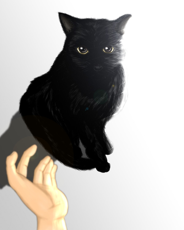 黒猫