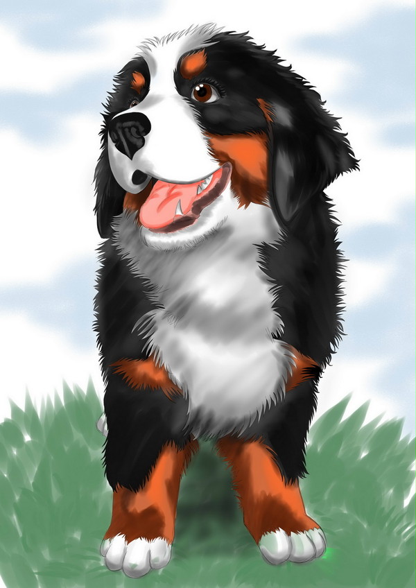 bernese mountain dog