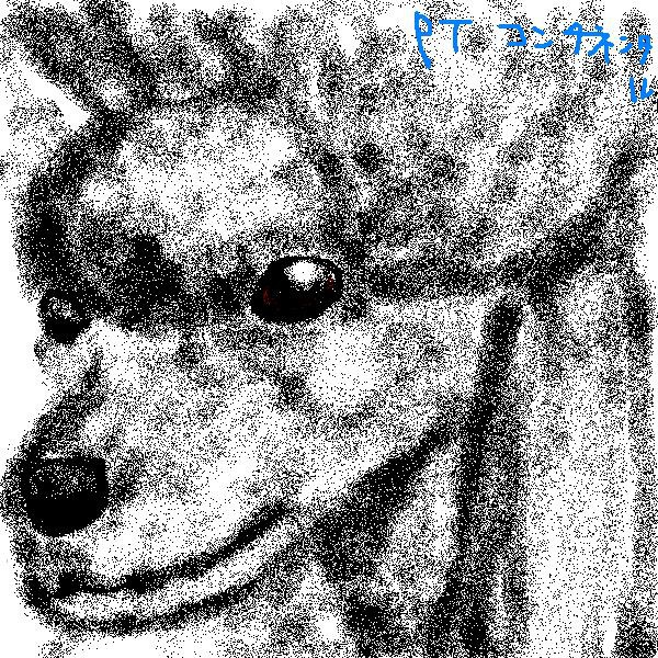 プードルのアップ