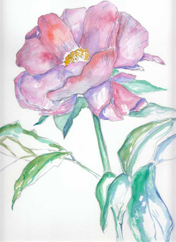 芍薬