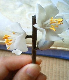 ウメ