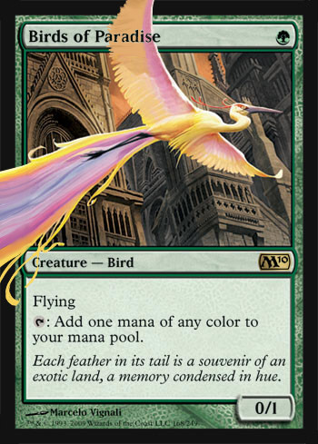 極楽鳥/Birds of Paradise