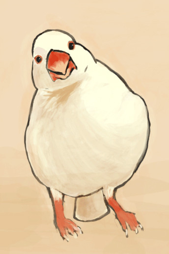 文鳥