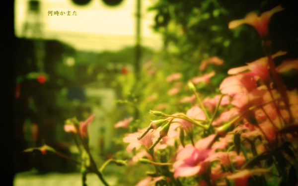何時かまた