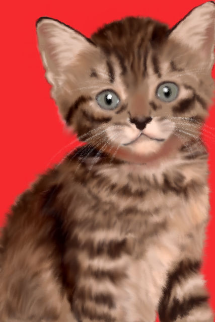 うちの猫(幼少期良太郎)