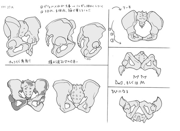 シェパードさんで骨盤を学ぶ。
