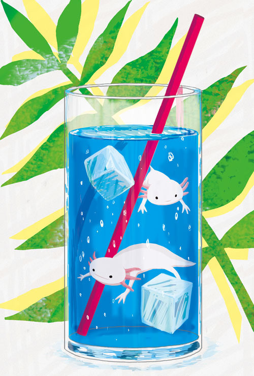 ウーパールーパー