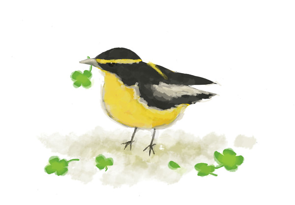 鳥かわゆす