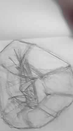 コオリコオロギ