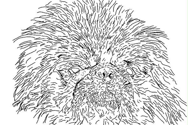 犬