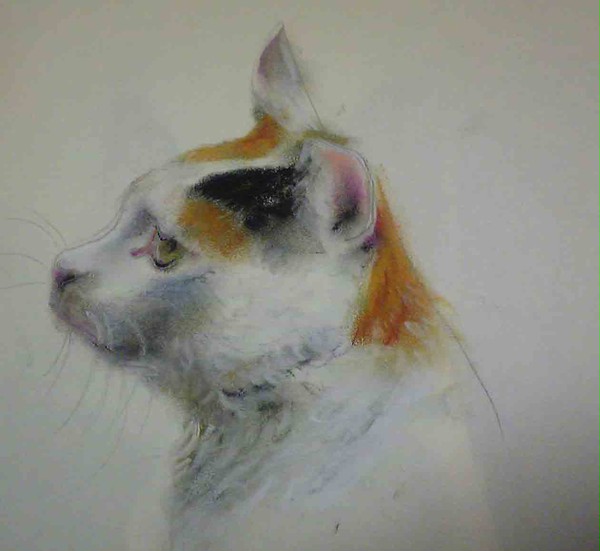 三毛猫の横顔