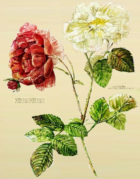 植物図鑑