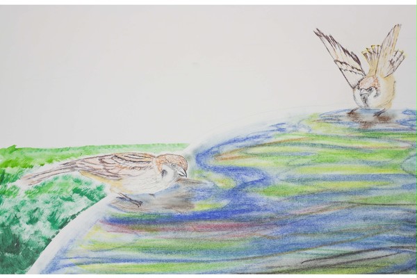 Birds and water