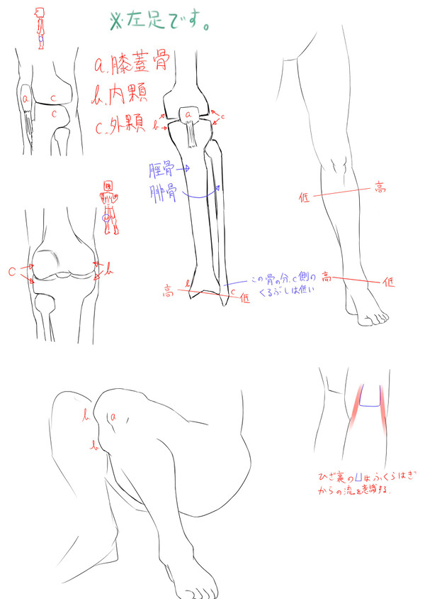 下半身の勉強をば