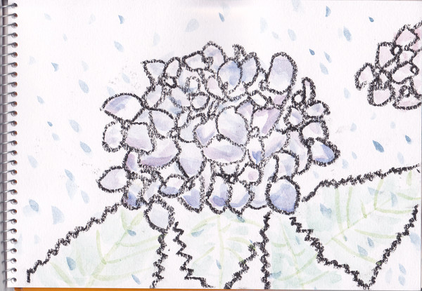 紫陽花